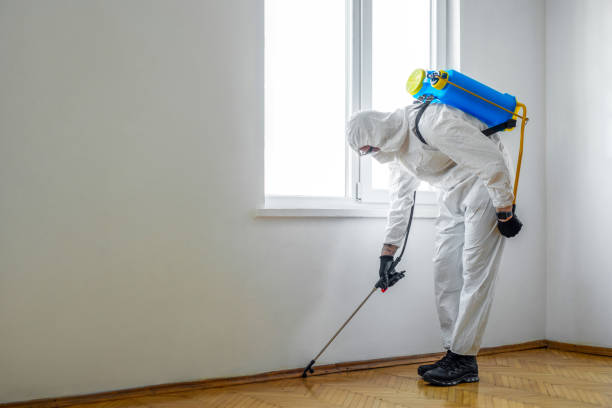 Best Flea Control Services  in South Bound Brook, NJ