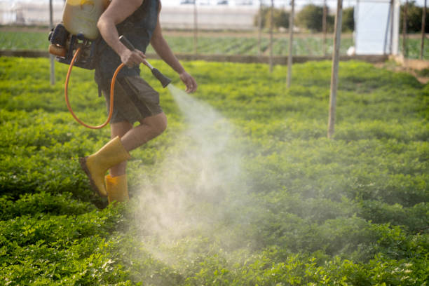 Best Ant Control Services  in South Bound Brook, NJ