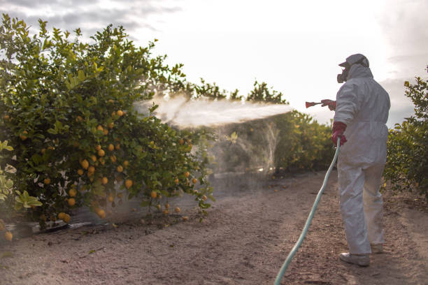 Best Termite Control Services  in South Bound Brook, NJ
